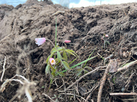 «Зелёный старт»: молодые специалисты Могилёва вместе с союзной молодежью высадили сеянцы в рамках акции «Лес! Дабро! Парадак!»