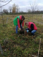 Благоустройство аллеи семейных деревьев